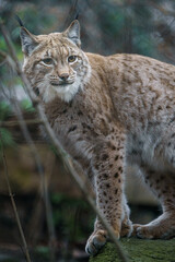 Eurasian lynx