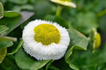 closeup on flowers of Bellis perennis, daisy    Compositae family, macro photo © Vincenzo