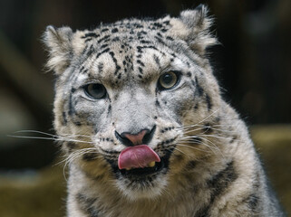 Snow leopard
