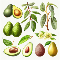 Different types of avocado, botanical illustration on white background. Created with Generative AI.	