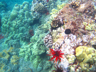 beautiful color image of seabed landscape with corals and life