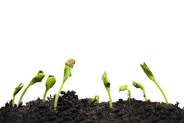 Nine Growing Squash Sprouts Isolated on Transparency