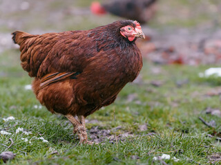 Hen
