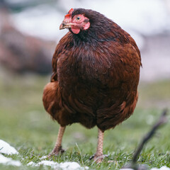 Hen