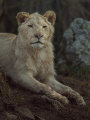 Cape lion