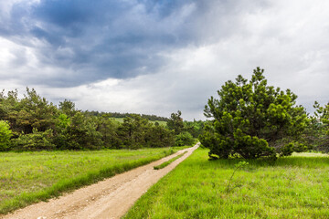 Countryside landscape dirt road through a field with green grass and coniferous trees