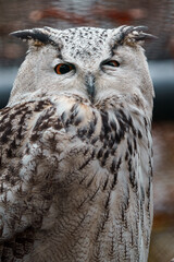 Eurasian eagle owl