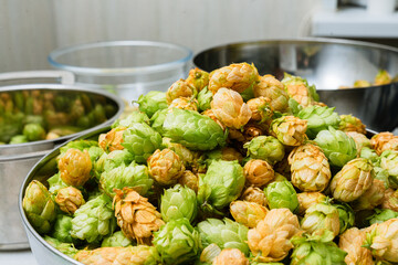 Green and orange fresh hop cones for making beer and bread in a stainless steel bowl. close up. macro