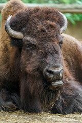 Bison