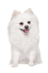 white fluffy pygmy pomeranian sits on a white background, in full growth, isolated