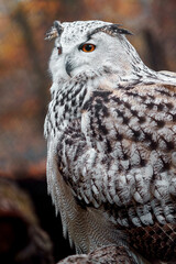 Eurasian eagle owl