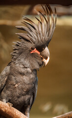 Palm Cockatoo