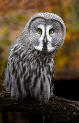 Great grey owl