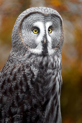 Great grey owl
