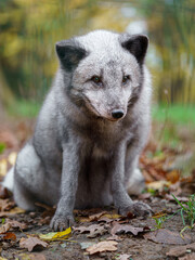 Arctic fox