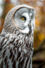 Great grey owl