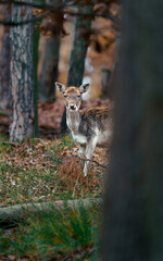 Fototapeta premium European fallow deer