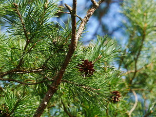 Part branch from a pine tree, Pinus, from the plant genus of the Pinaceae family, within the coniferous family Pinophyta. Pollen cones grow in a spiral pattern near the base of young shoots.