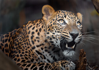 Sri lankan leopard