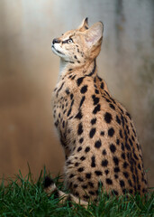 Serval