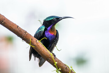 The copper-throated sunbird (Leptocoma calcostetha) is a species of bird in the family Nectariniidae