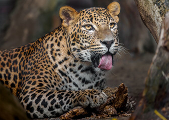Fototapeta na wymiar Sri lankan leopard