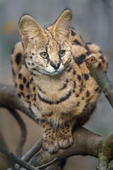 Serval