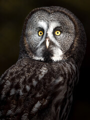 Great grey owl