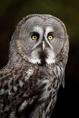 Great grey owl