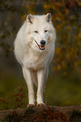 Obraz na płótnie Canvas Arctic wolf