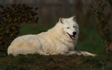 Arctic wolf