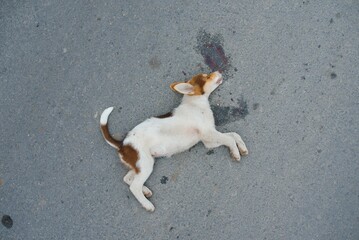 A dog is hit by a car and died on the road. Accidents with pets. - Powered by Adobe