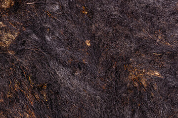 Fototapeta na wymiar Burnt forest floor undergrowth with grass and ash, forest fire