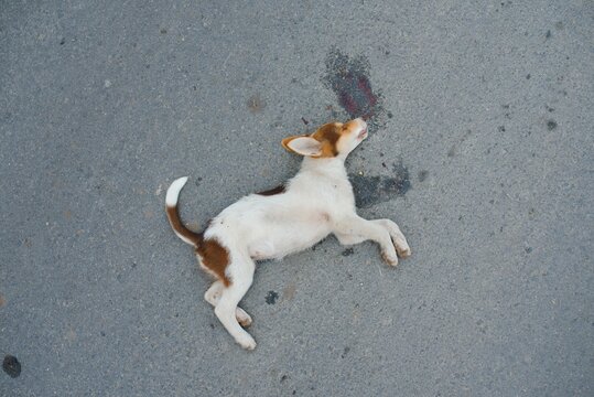 A dog is hit by a car and died on the road. Accidents with pets. Stock  Photo | Adobe Stock