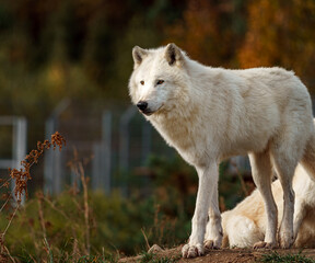 Arctic wolf