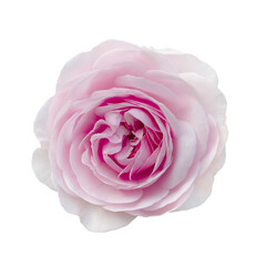 Fresh beautiful pink rose isolated on a white background. Detail for creating a collage - 583220451