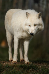 Arctic wolf