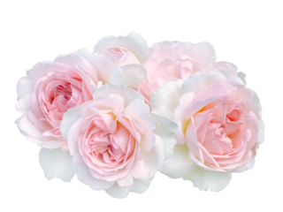 Beautiful bouquet of pale pink roses isolated on white background. Detail for creating a collage