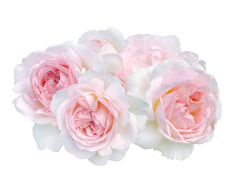 Beautiful bouquet of pale pink roses isolated on white background. Detail for creating a collage