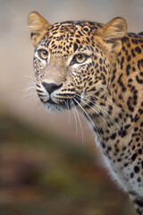 Sri lankan leopard