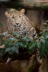 Sri lankan leopard