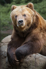Plakat Kamchatka brown bear
