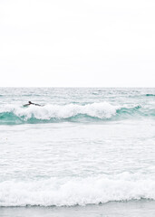 surfing the waves