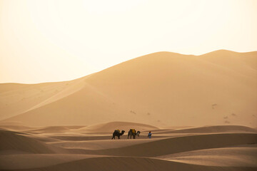  Adventure travel scene, one local man walking in the desert with two camels. High golden sand dunes with sunset light in the evening. Merzouga Morocco. 