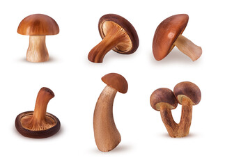Set forest mushrooms