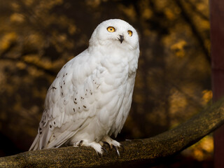 Snowy owl