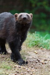 Fototapeta premium Wolverine