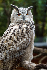 Eurasian eagle-owl