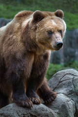 Obraz na płótnie Canvas Kamchatka brown bear