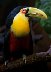 Green-billed toucan